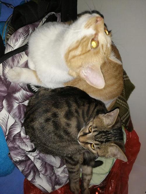 娱乐吃瓜猫嘎嘎,揭秘娱乐圈幕后趣闻